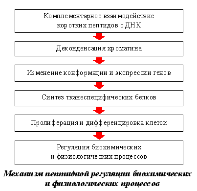 Пептидные биорегуляторы для позвоночника